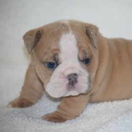 Girl 1 - Fawn and white female Bulldog puppy in Bradleyville, Missouri from HurstBulldogs
