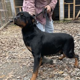Celeste - Rottweiler