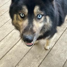 Zeus - Siberian Husky
