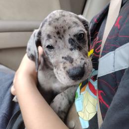 Virginia - $ Reduced - Merle Great Dane puppy in Marshall, Michigan from Dream K9