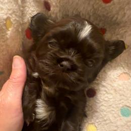 Koda - Liver female Shih Tzu puppy in Tennessee from Cutshall Babies