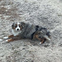 Mini - Miniature Australian Shepherd