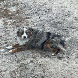 Mini - Miniature Australian Shepherd
