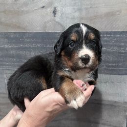 Orange Collar - Black rust and white male Bernese Mountain Dog puppy in Collinsville, Texas from Berner Dynasty