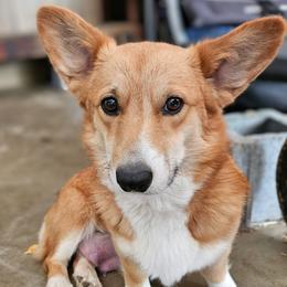 Raven - Red and white female American Corgi puppy in Centerville, Tennessee from Katerina's American Corgis