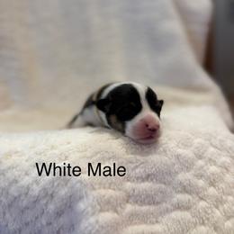 Male 5 - Black and tan male Pembroke Welsh Corgi puppy in La Porte City, Iowa from Cedar River Corgis