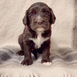 Hank - Chocolate male Labradoodle puppy in Danville, Indiana from Marley’s Doodle Ranch