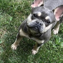 Paradise - French Bulldog