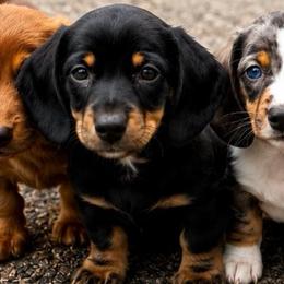 Male 2 - Black and tan male Dachshund puppy in Sauk Village, Illinois from Midwest Timberland Pups