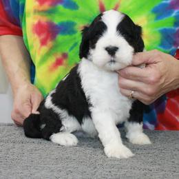 Ryker - Black and white male Portuguese Water Dog puppy in Beatrice, Nebraska from Success Portuguese Water Dogs