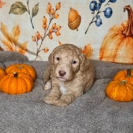 Pumpkin - Fawn and white male Sheepadoodle puppy in Austin, Texas from Darling Doodles