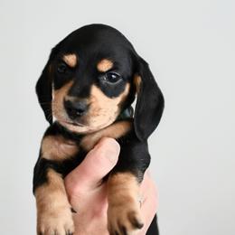 Sophia - Black and cream female Dachshund puppy in Youngstown, Florida from Paradox Dachshunds