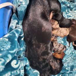 Jesse - Dachshund