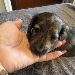 Cream Brindle Girl - Brindle female Dachshund puppy in Pueblo, Colorado from HotDachs