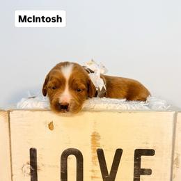 McIntosh - Red  female Goldendoodle puppy in West Haven, Utah from Split Mountain Doodles