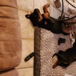 Rottweiler Puppies from Gottlïchen Rottweilers