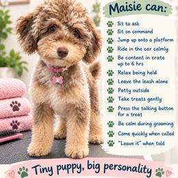 Maisie - Red merle female Aussiedoodle puppy in Chattanooga, Tennessee from Leafy Acre Mini Farm