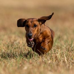 Dachshunds and Great Pyrenees from Pyradox