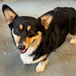 Riot - Black and tan female Pembroke Welsh Corgi puppy in Riverside, California from Four Aces Corgis