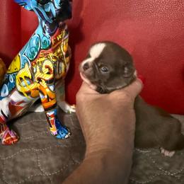Pluto - Chocolate and white male Chihuahua puppy in Dime Box, Texas from Color Me Crazy Chihuahuas