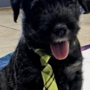 Australian Terriers and Standard Schnauzers from CopperTop Australian Terriers