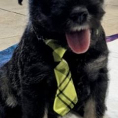 Australian Terriers and Standard Schnauzers from CopperTop Australian Terriers
