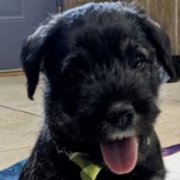 Australian Terriers and Standard Schnauzers from CopperTop Australian Terriers