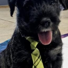 Australian Terriers and Standard Schnauzers from CopperTop Australian Terriers