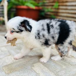 Clay - Blue merle male Miniature Australian Shepherd puppy in Luling, Texas from Little Wood Toy and Mini Aussies