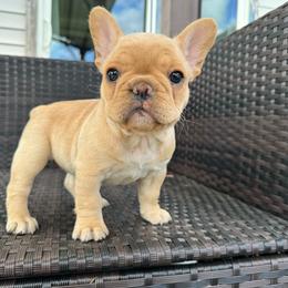 Three's Company, Chrissy Snow - Cream female French Bulldog puppy in Salem, Oregon from Toy House Frenchies