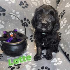 Double Doodle and Labradoodle Puppies from Superdoodles of San Antonio