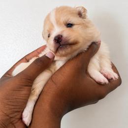 Jill - Cream female Pomeranian puppy in Hampton, Virginia from Hearts Of Love