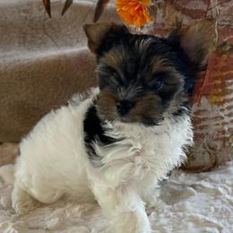 Pebbles -3800 AKC - Black tan and white female Biewer Terrier puppy in Douglas, Georgia from Heartland small breeds