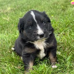 Jackson - Black tri male Miniature Australian Shepherd puppy in New London, Minnesota from Broken T Australian Shepherds