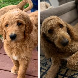 Goldendoodles from Downeys Double Doodles of KY