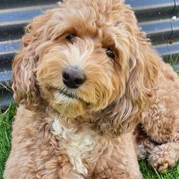 Rizzo - Australian Labradoodle