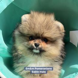 Sable teddy bear face - Orange sable male Pomeranian puppy in Kentucky from Em&M Pomeranians