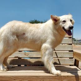 Cottyn - German Shepherd