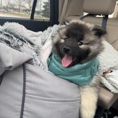 Keeshond Puppies from Hocking Hills Keeshonds