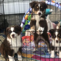 Miniature American Shepherd Puppies from All That Auss Mini Aussies