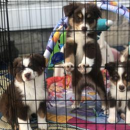 Miniature American Shepherd Puppies from All That Auss Mini Aussies