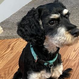 Clover - Cavapoo