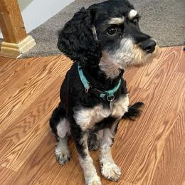 Clover - Cavapoo