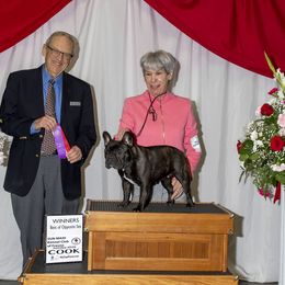 French Bulldog Puppies from Couronne's French Bulldogs
