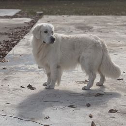 Bentley - Golden Retriever