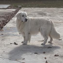 Bentley - Golden Retriever