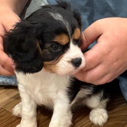 Cavalier King Charles Spaniel puppies from Southern Edge Therapy Ranch Cavaliers