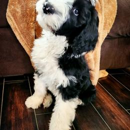 Sheepadoodle Puppies from Iroz doodles