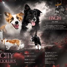 Border Collie puppies from Von Guadachi German Shepherds & Audacity Border Collies
