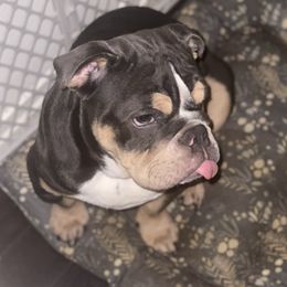 Skii - Bulldog
